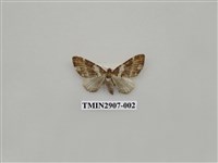 藏品(尺蛾718)的圖片